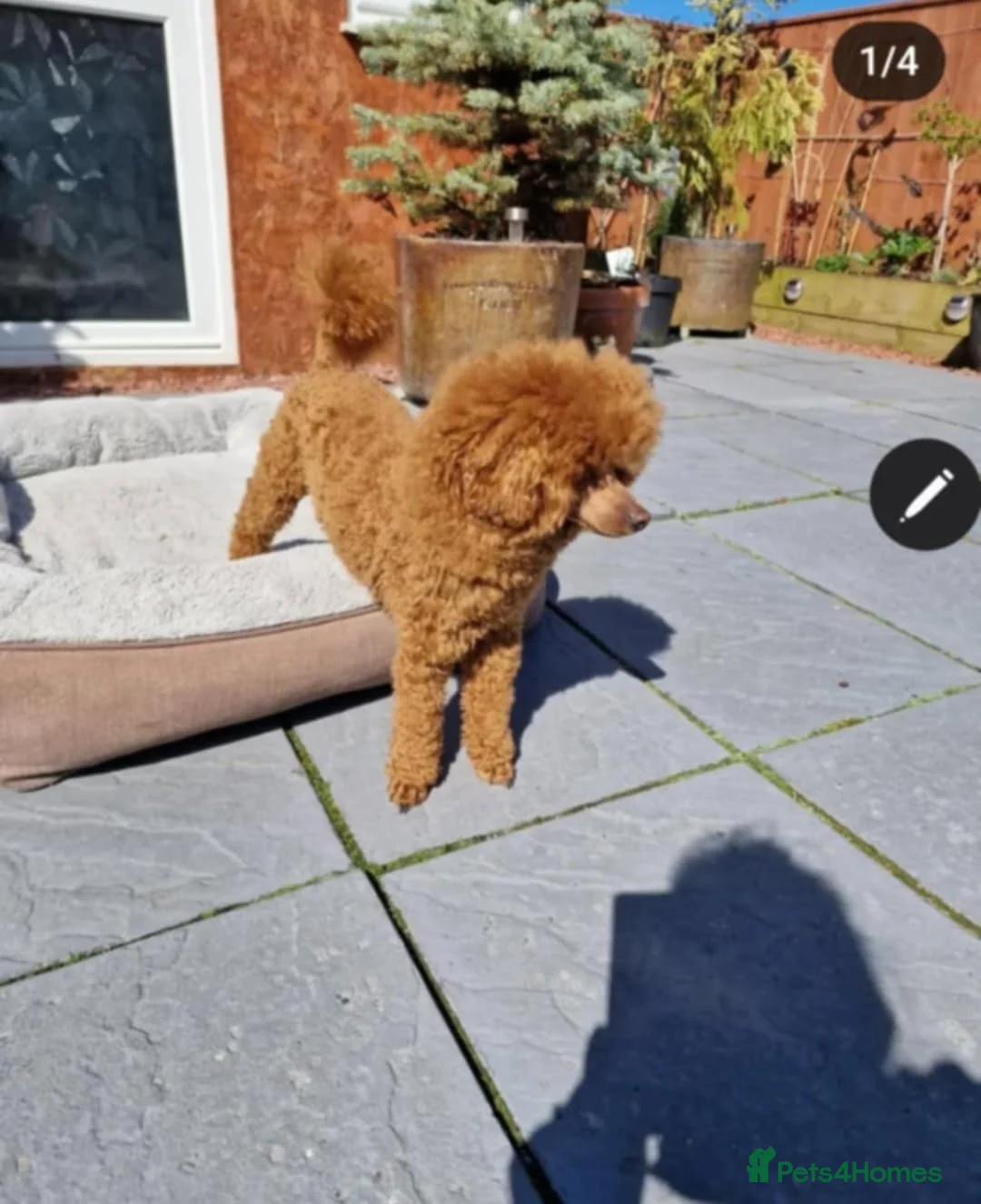Toy Poodle dogs for stud: RUSSIAN RED TOY POODLE FOR STUD in Morpeth - Advert 7
