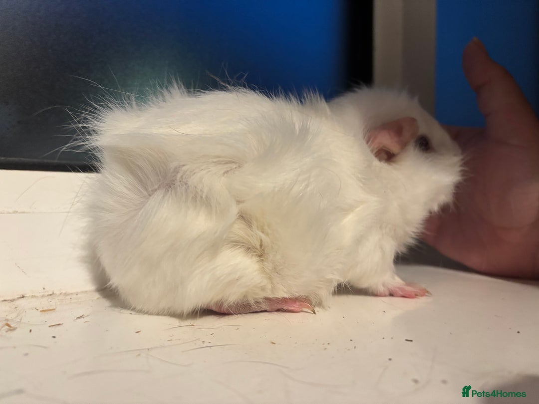 Guinea Pig rodents for sale: Four Guinea Pigs with Set Up and Accessories - Image 14
