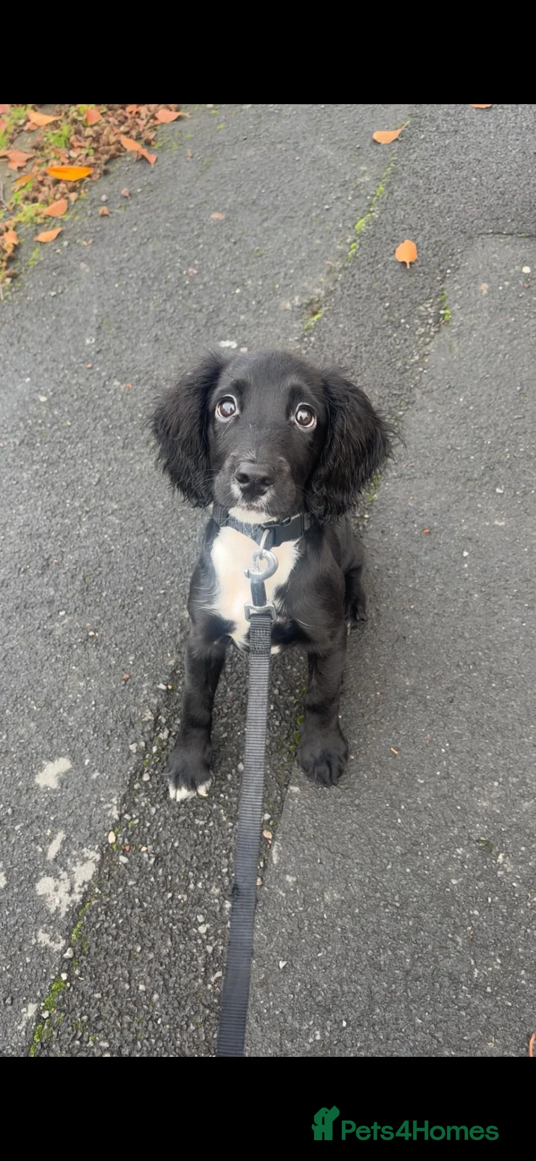 Sprocker dogs for sale: Sprocker pup  in Consett - Advert 5