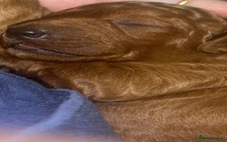 Labradoodle dogs for sale: Stunning red miniature labradoodle puppies - Image 4