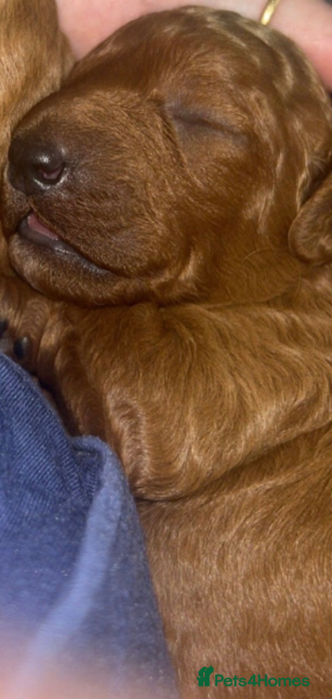 Labradoodle dogs for sale: Stunning red miniature labradoodle puppies - Image 4