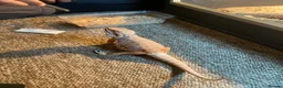 Bearded Dragon reptiles for sale: rare bearded dragon in Reading - Advert 7