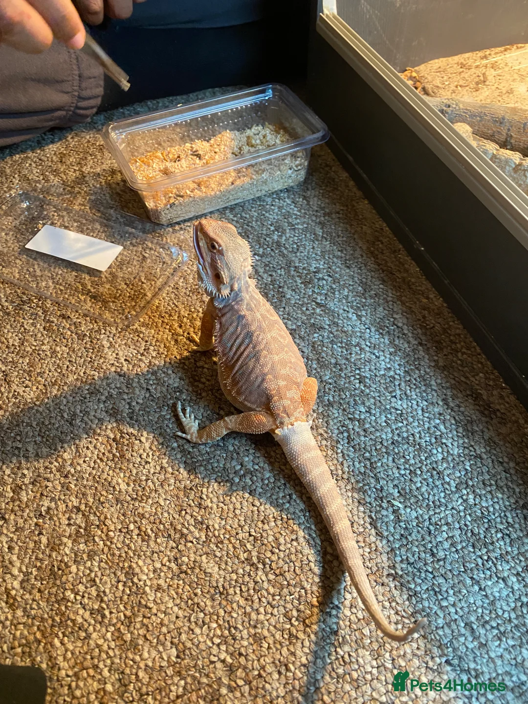 Bearded Dragon reptiles for sale: rare bearded dragon in Reading - Advert 7