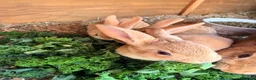 Rex rabbits for sale: 3 Rex baby rabbits - Advert 2