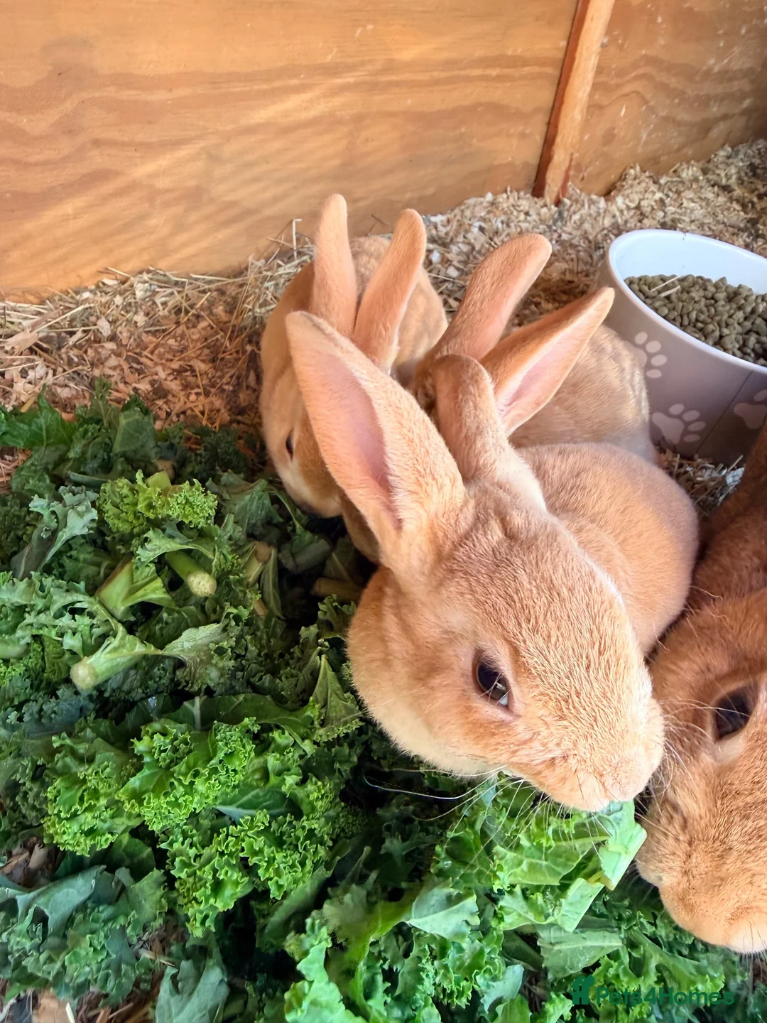 Rex rabbits for sale: 3 Rex baby rabbits - Advert 2