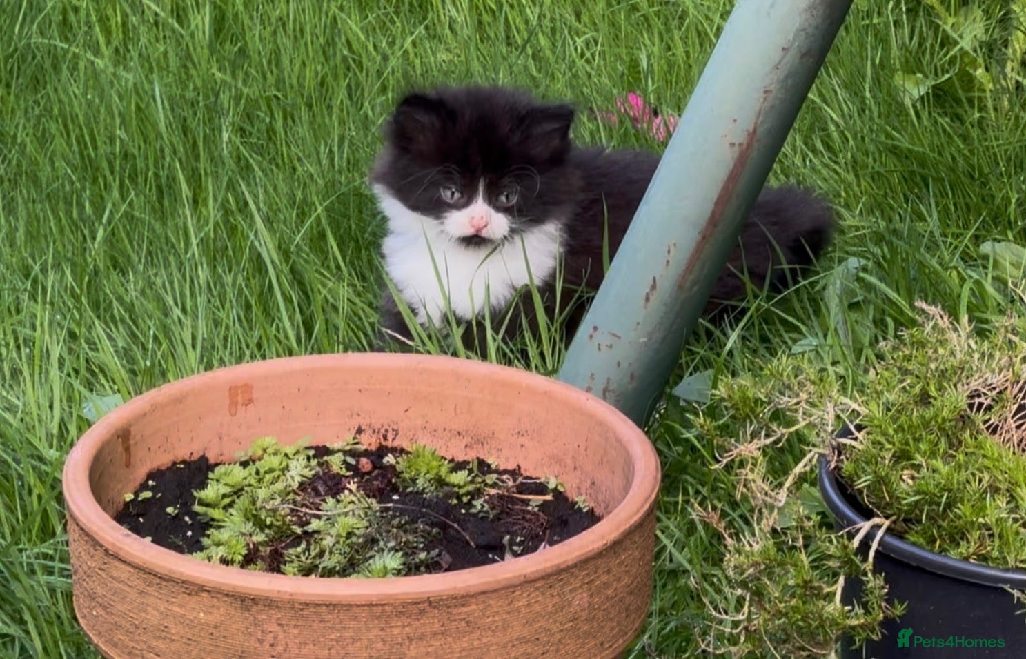Mixed Breed cats Stunning Felix BLH - Advert 2