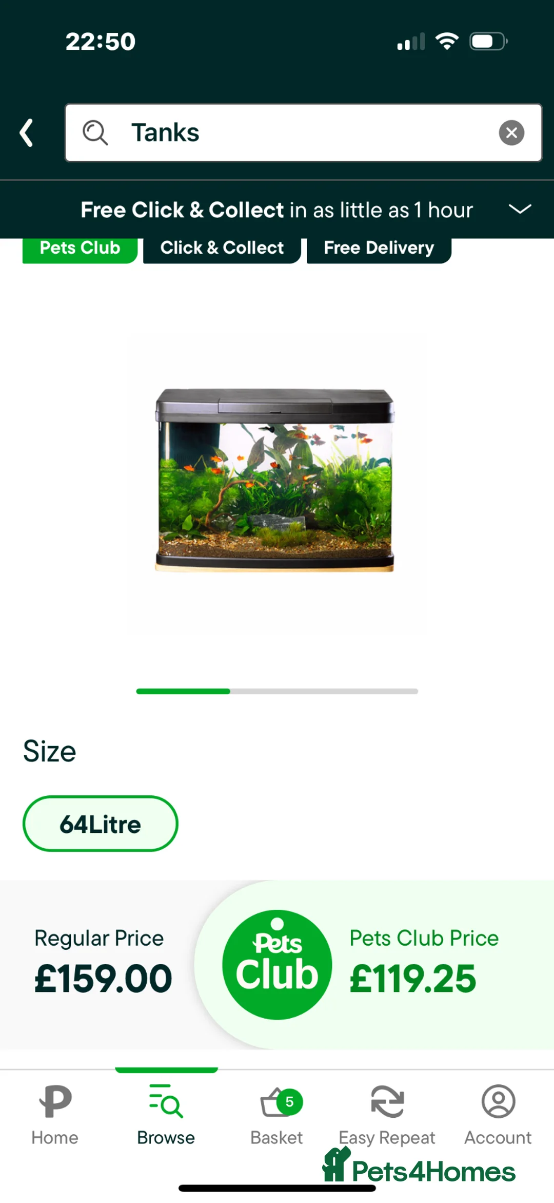 Plecos fish for sale: 2 snowwhite plecs & 4 dwarf frogs  in Dunfermline - Advert 2