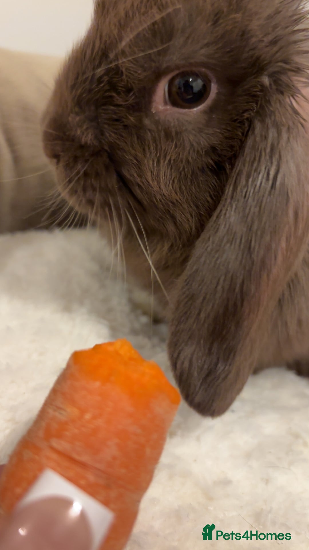 Mini Lop rabbits for sale: Mini lop brown colour - Advert 2