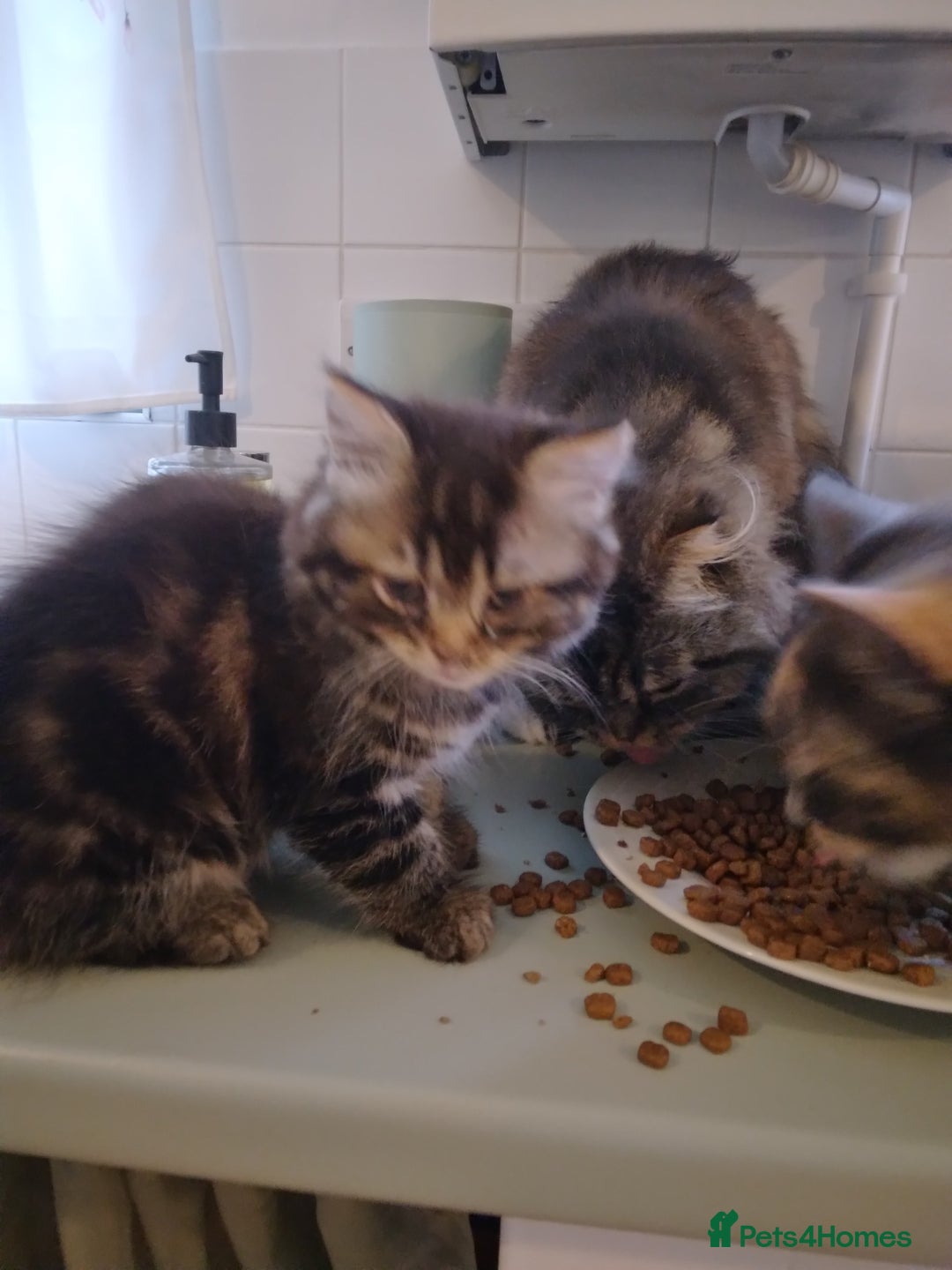 Mixed Breed cats for sale: Scottish fold cross kitten  - Image 3