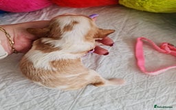 Cavapoo dogs for sale: 🥇Finest Quality Beautiful Toy Cavapoos🥇 - Image 5