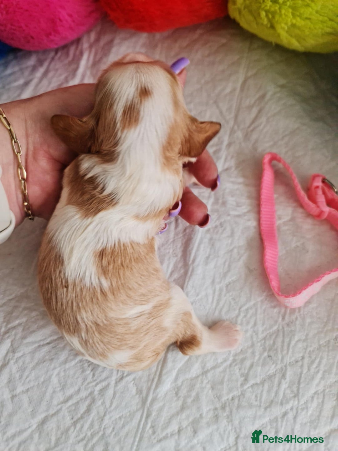 Cavapoo dogs for sale: 🥇Finest Quality Beautiful Toy Cavapoos🥇 - Image 5