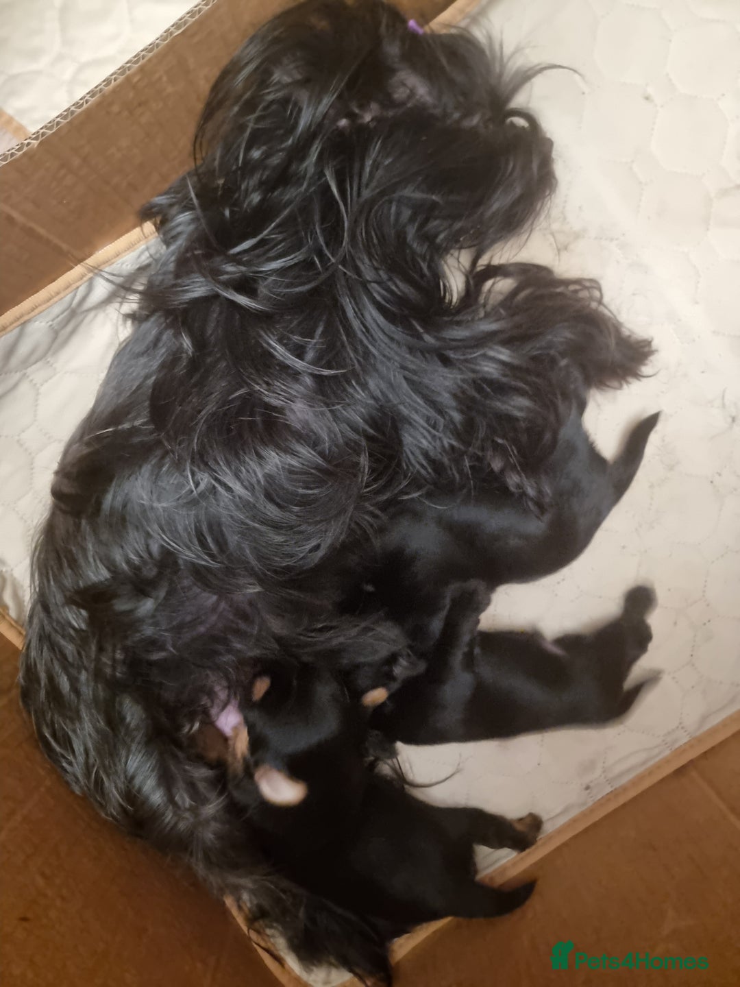 Yorkshire Terrier dogs for sale: Yorkshire Terrier puppies  - Image 19
