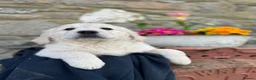 Golden Retriever dogs for sale: Seriously chunky & Fluffy babies - Advert 10