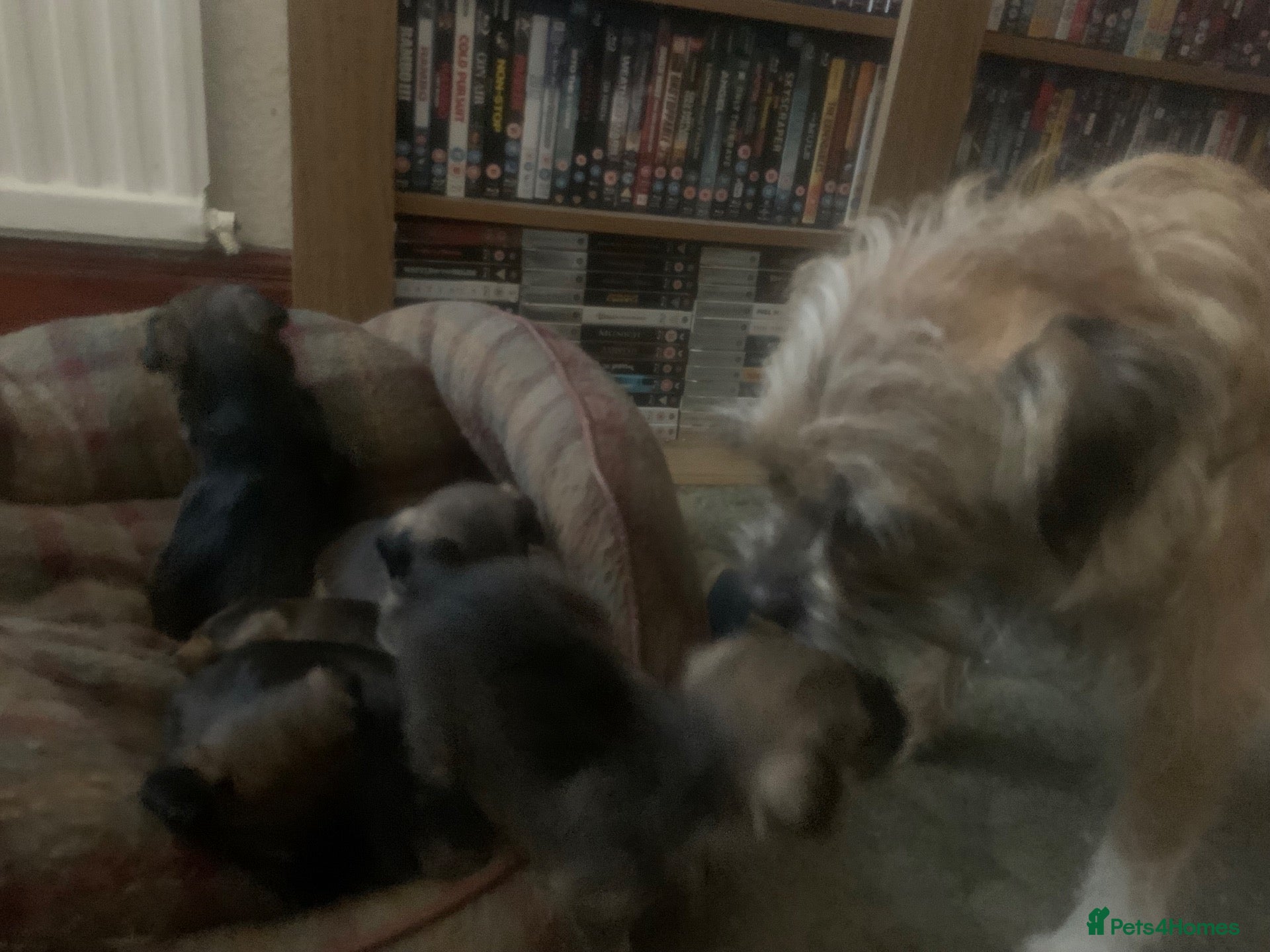 Border Terrier dogs Border Terrier Puppies For Sale (4 weeks old)  - Advert 1
