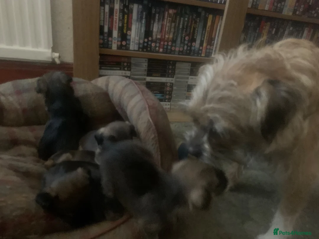 Border Terrier dogs for sale: Border Terrier Puppies For Sale (4 weeks old)  - Advert 1