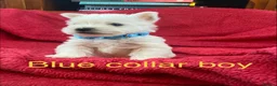 West Highland Terrier dogs for sale: Beautiful West Highland puppies for sale - Advert 5