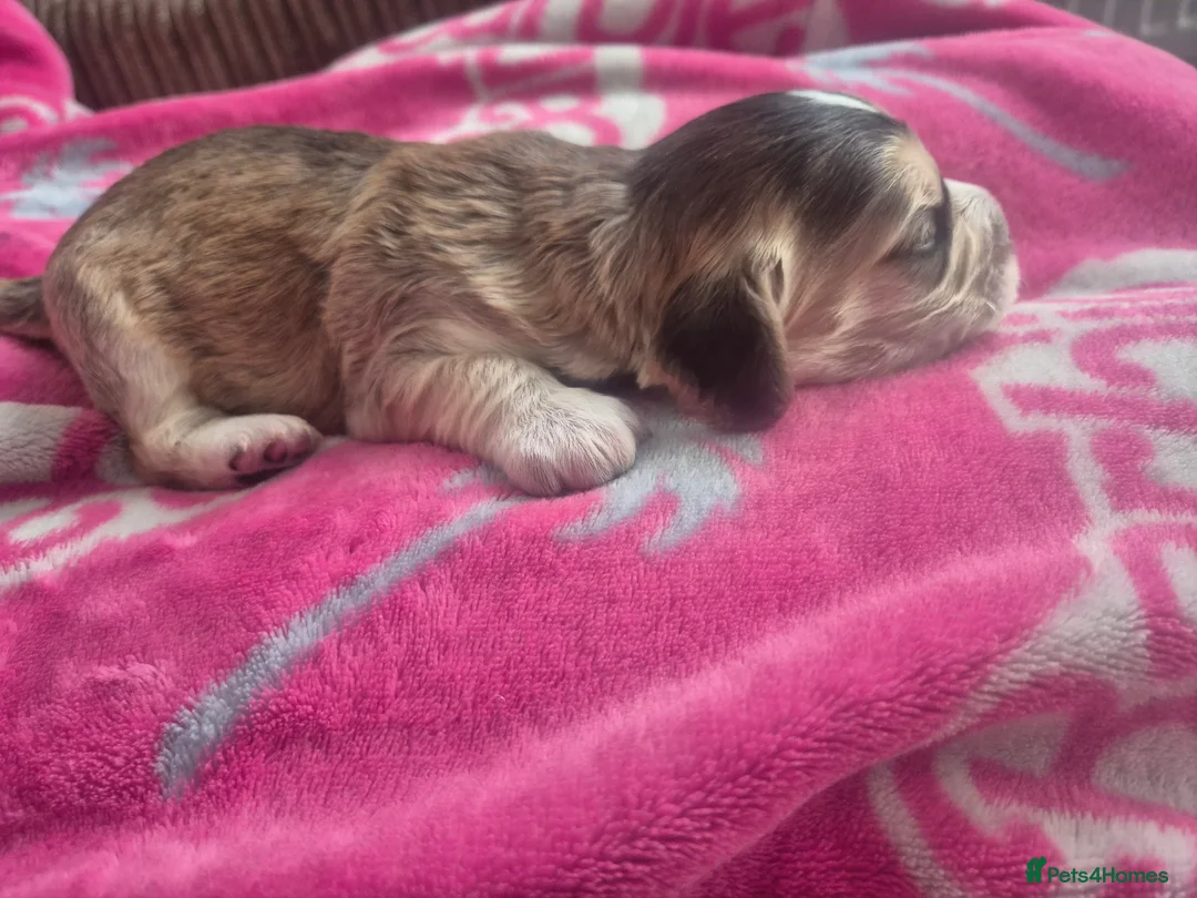 Cockapoo dogs for sale: Beautiful cockapoo puppies - Advert 21