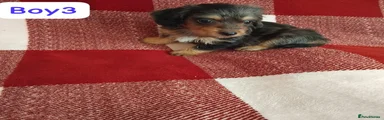Dachshund 3