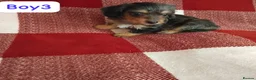 Dachshund dogs for sale: pedigree miniature dachshund puppies - Advert 6