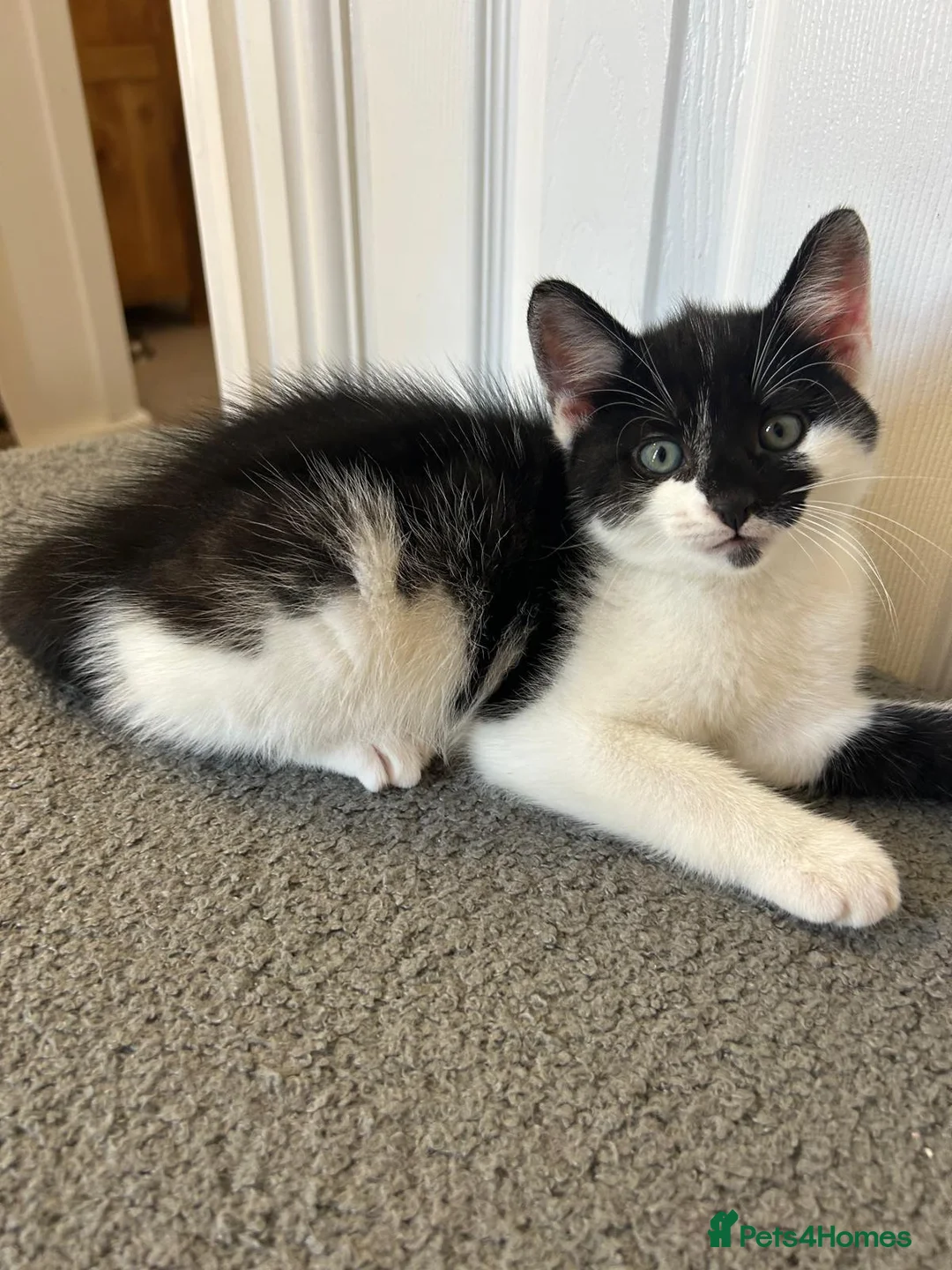 Mixed Breed cats for sale: Unique Black and White "Frosted" Bicolor kittens - Advert 2