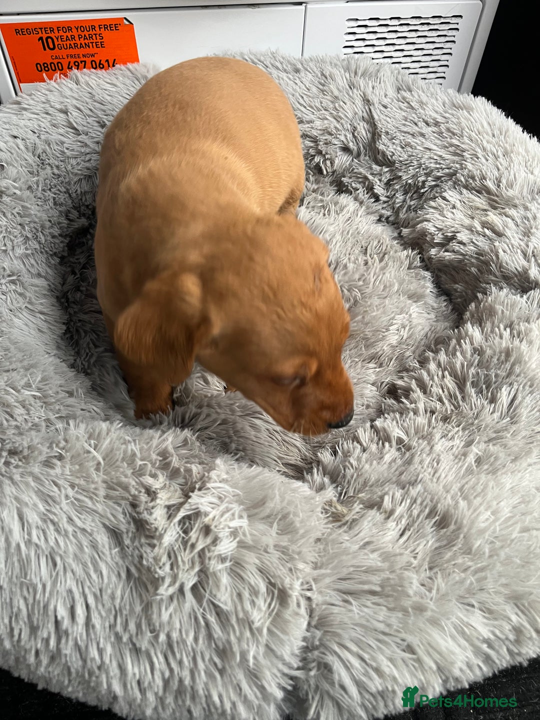 Labrador Retriever dogs for sale: Labrador puppies - Advert 3