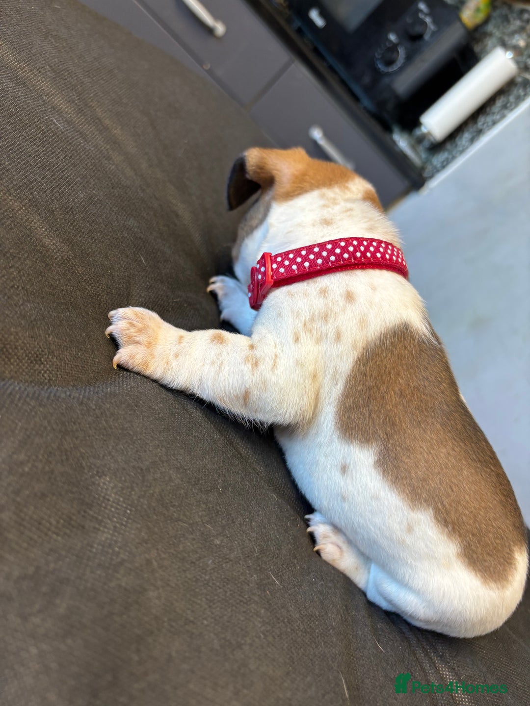 Mixed Breed dogs for sale: Dachshund cross Frenchbull dog (frenchbullwiner)p - Image 15