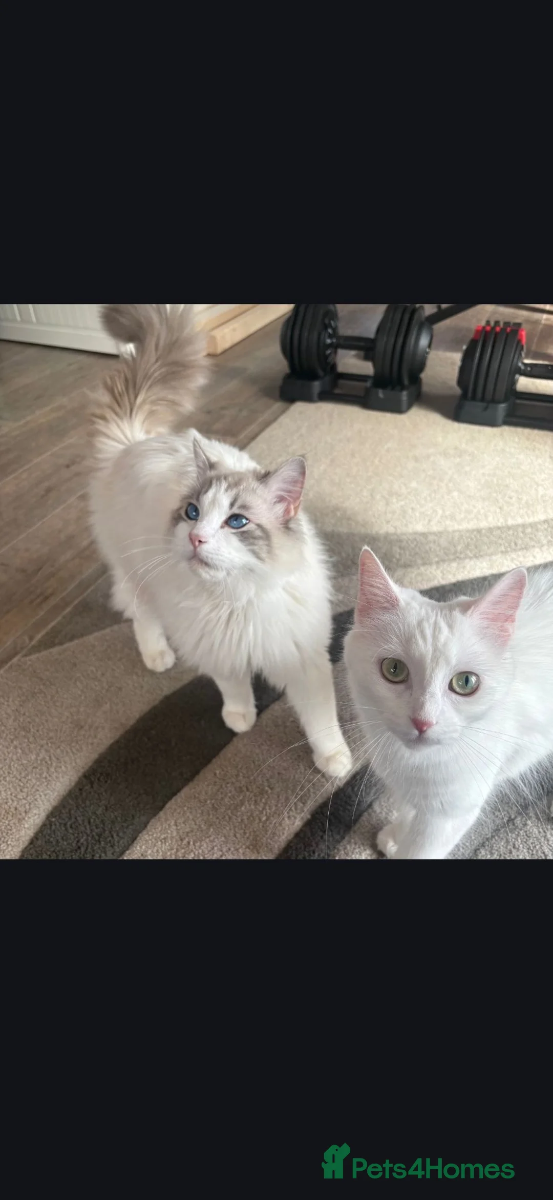 Ragdoll cats for sale: Ragdoll X kittens in Lincoln - Advert 17