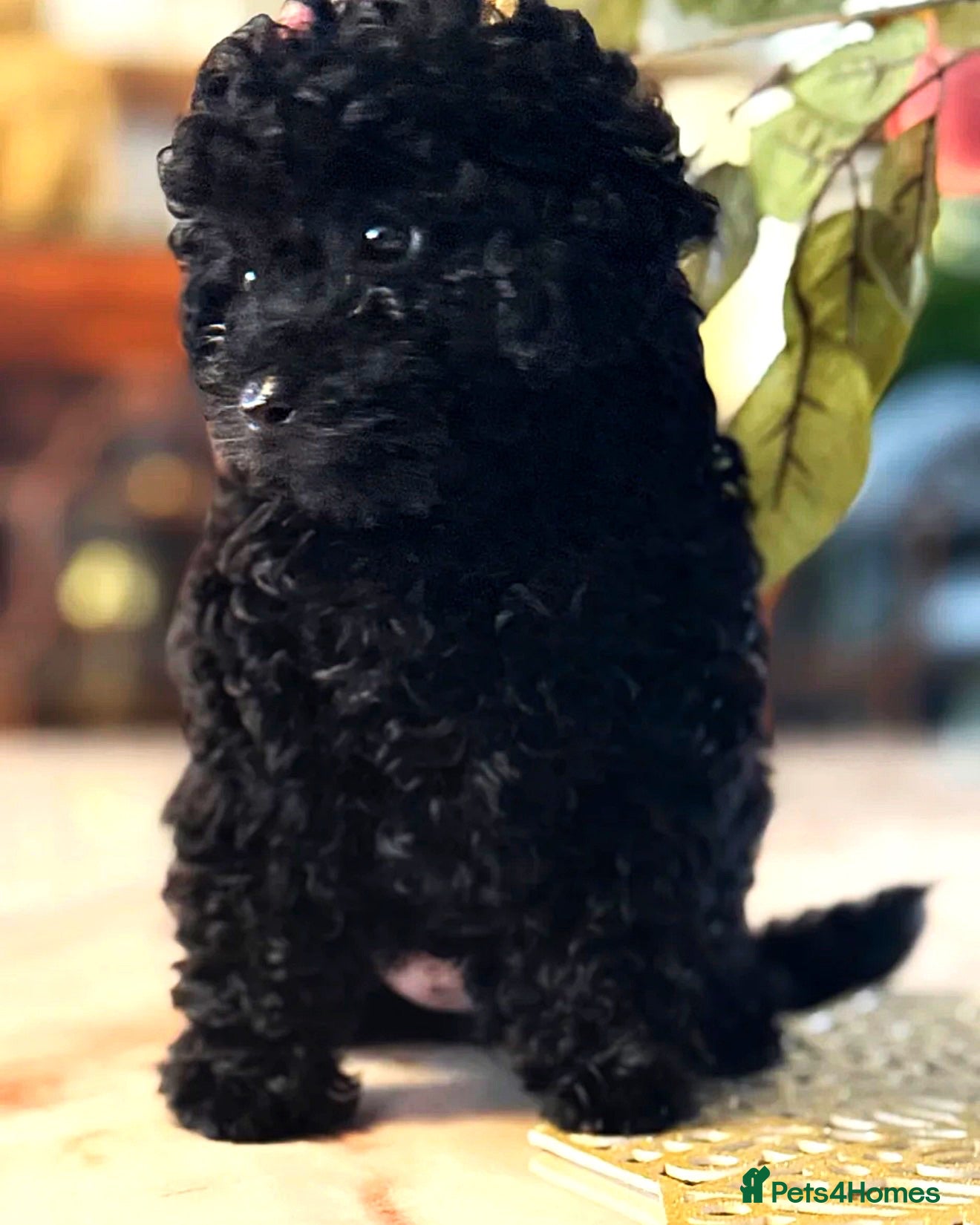 Toy Poodle dogs Unique pure midnight black boy, fully trained - Advert 3