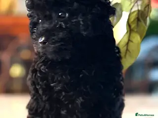 Toy Poodle dogs Unique pure midnight black boy, fully trained - Advert 3