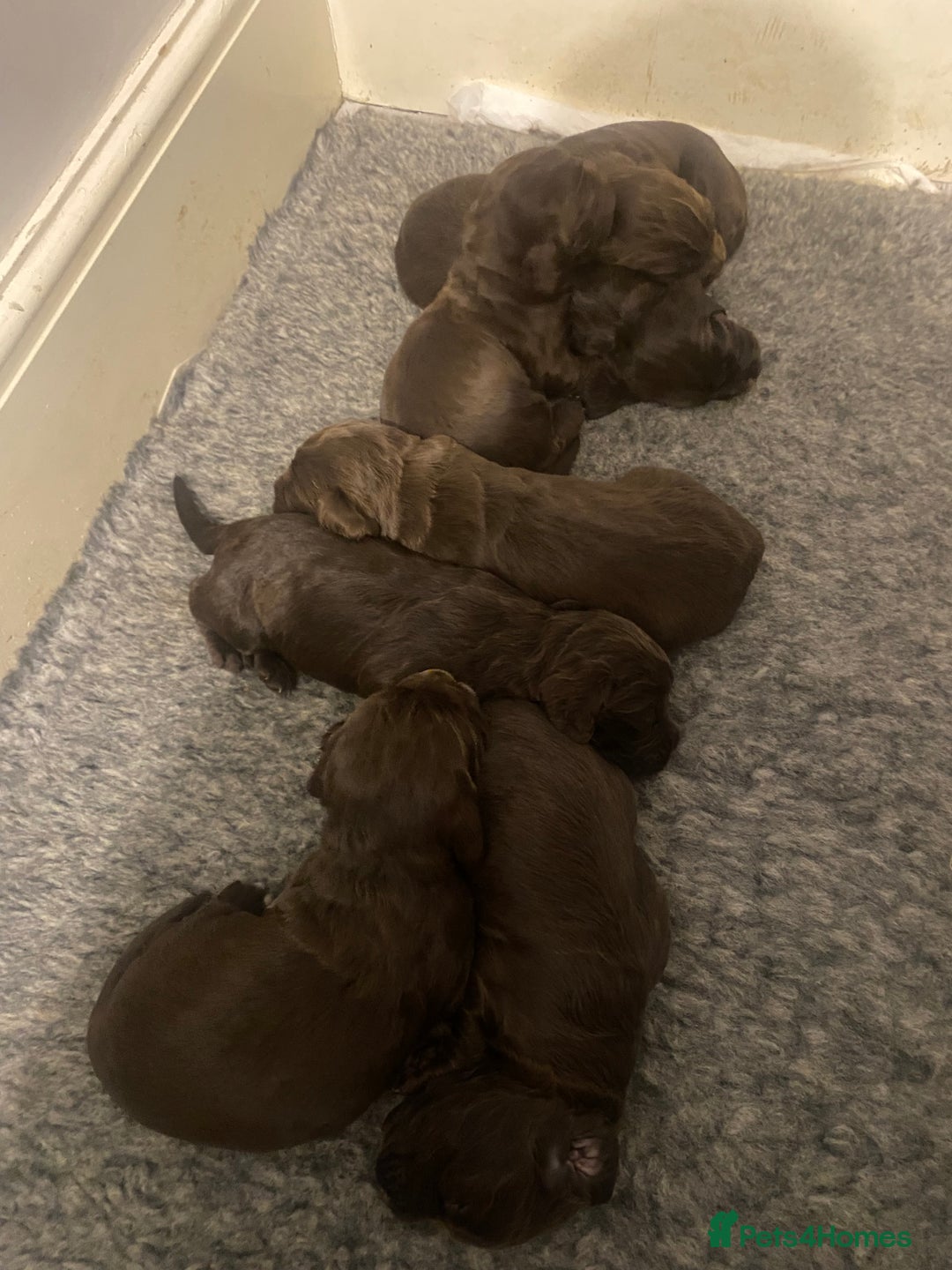 Cocker Spaniel dogs for sale: 7 STUNNING CHOCOLATE WORKING COCKERS ⭐️⭐️⭐️⭐️⭐️ - Advert 2