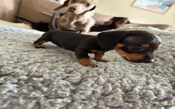 Miniature Dachshund dogs for sale: Miniature daschund puppies - Image 33