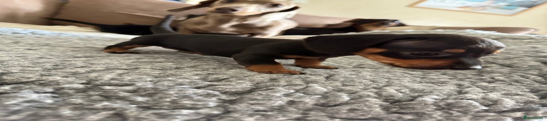 Miniature Dachshund Puppy 4