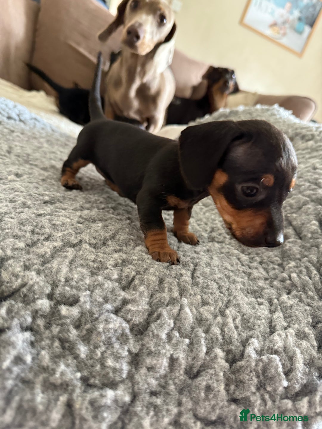 Miniature Dachshund dogs for sale: Miniature daschund puppies - Image 33