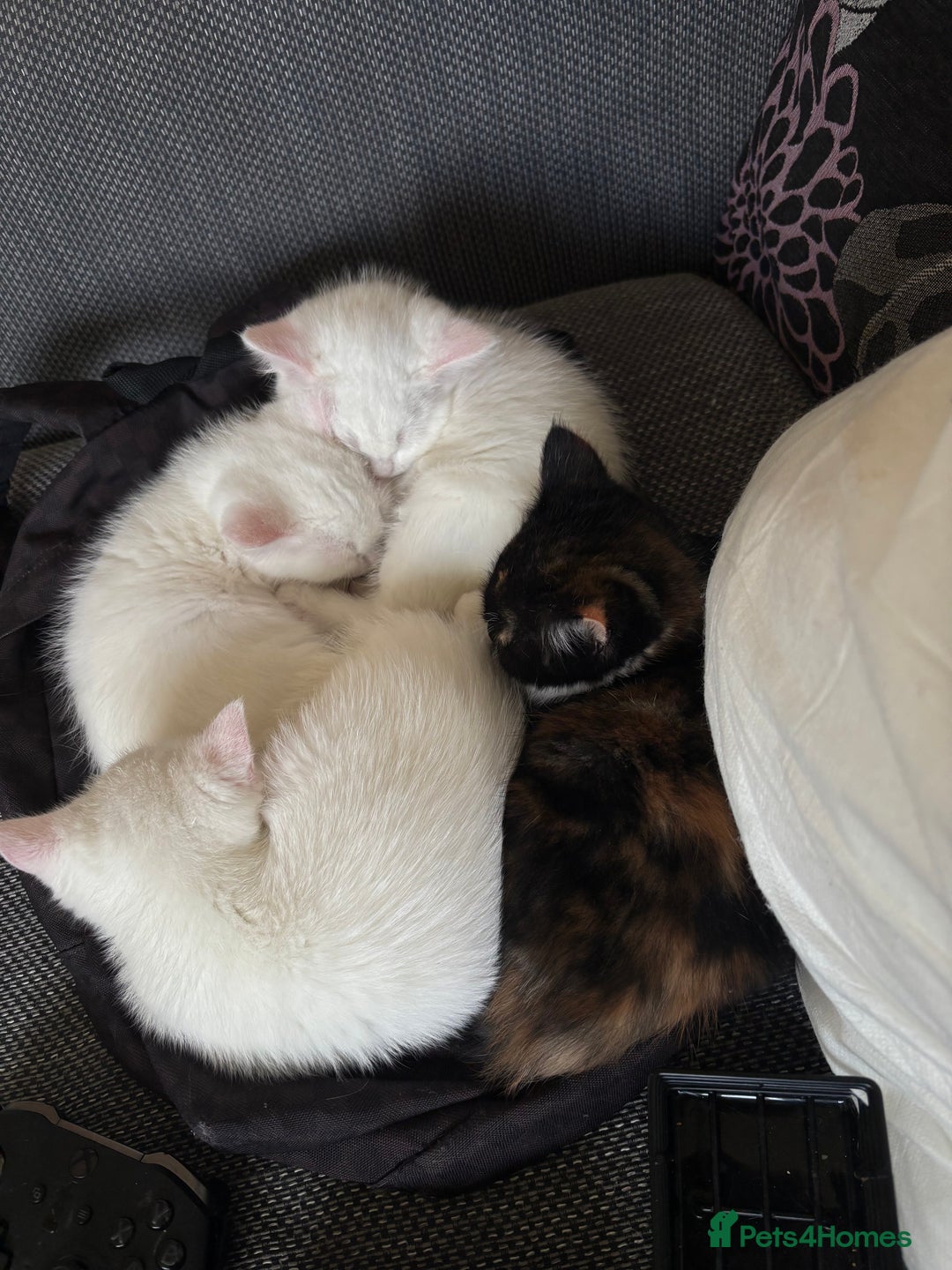 Mixed Breed cats for sale: 4 kittens ready for their new forever homes🏠 - Image 7