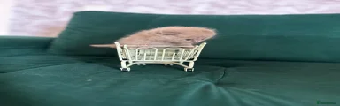 Scottish Fold 3