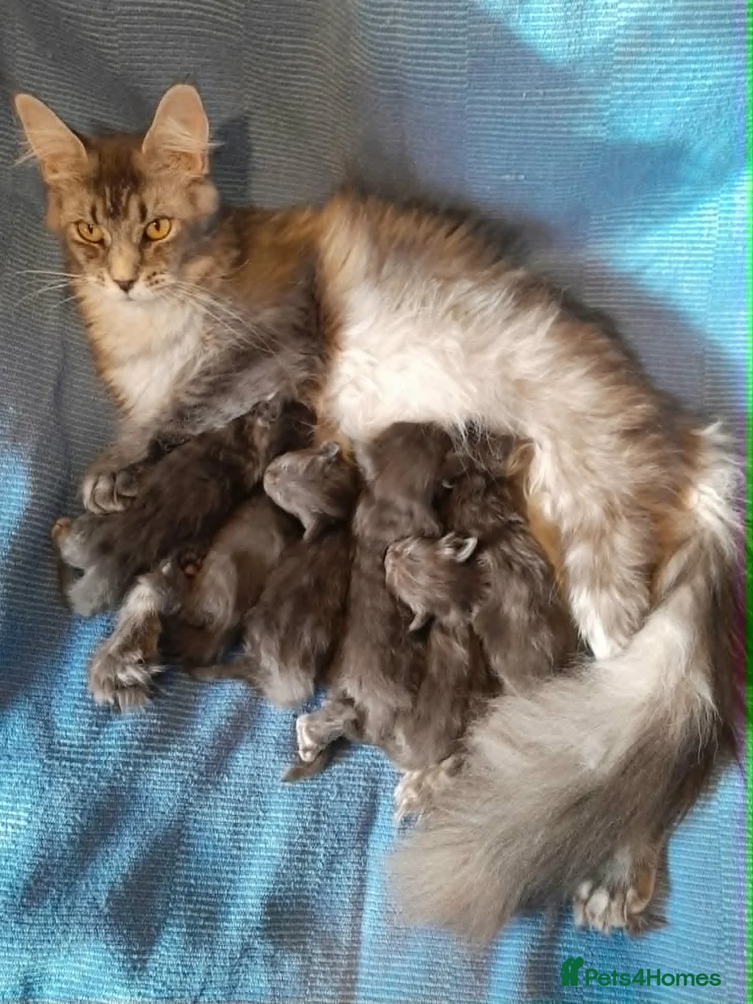 Maine Coon cats for sale: Solid blue maine coon girl - Advert 2