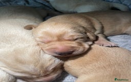 Labrador Retriever dogs for sale: Labrador pups full pedigree ready 22nd Dec - Image 8