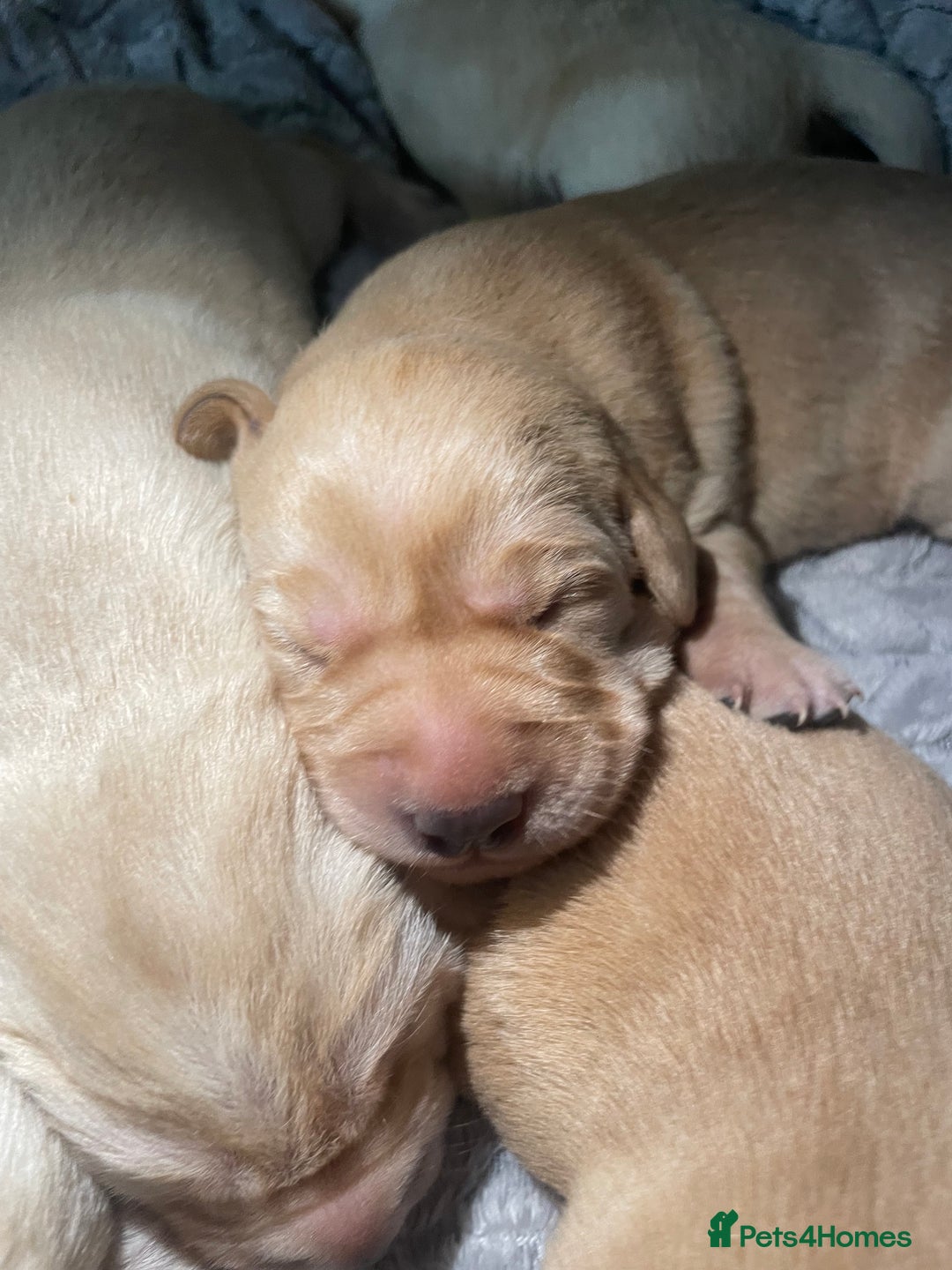 Labrador Retriever dogs for sale: Labrador pups full pedigree ready 22nd Dec - Image 8