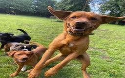 Labrador Retriever dogs for sale: Fox Red Male Labrador Retriever 20 months  - Image 6