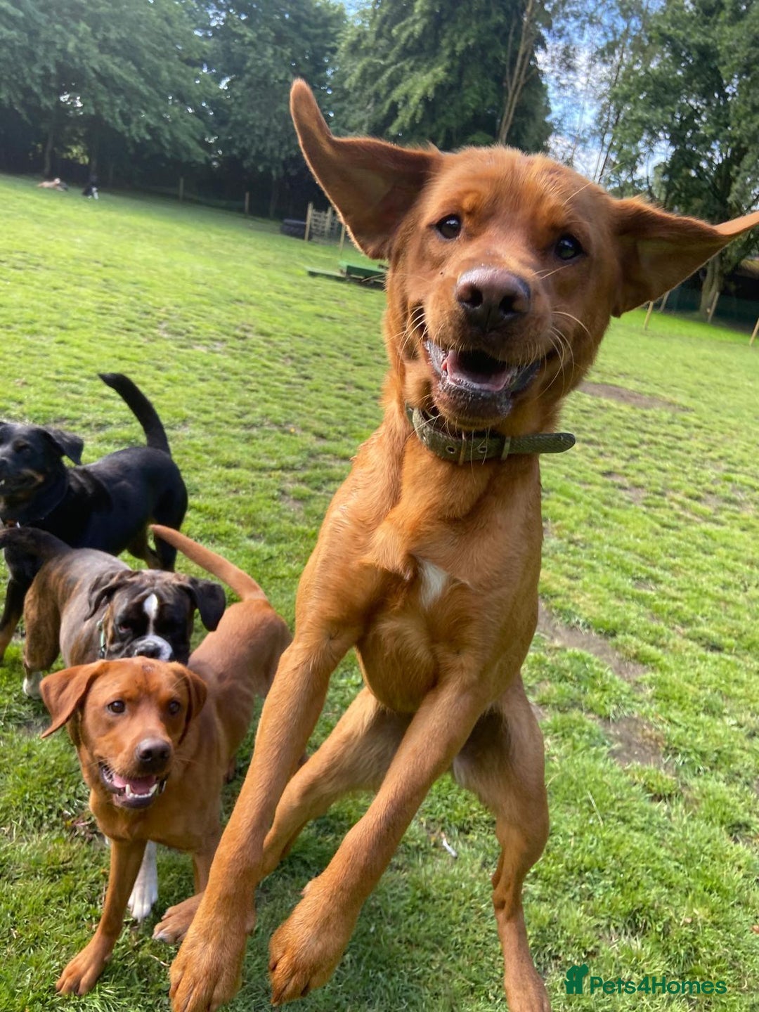 Labrador Retriever dogs for sale: Fox Red Male Labrador Retriever 20 months  - Image 6