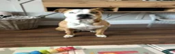 Mixed Breed dogs for sale: Old tyme bulldog cross  - Advert 1