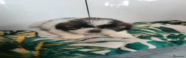 Shih Tzu 5