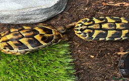 Hermann Tortoise reptiles for sale: 2year Old Hermann Tortoise - Image 3
