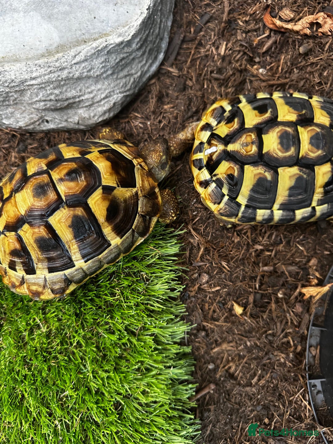 Hermann Tortoise reptiles for sale: 2year Old Hermann Tortoise - Image 3
