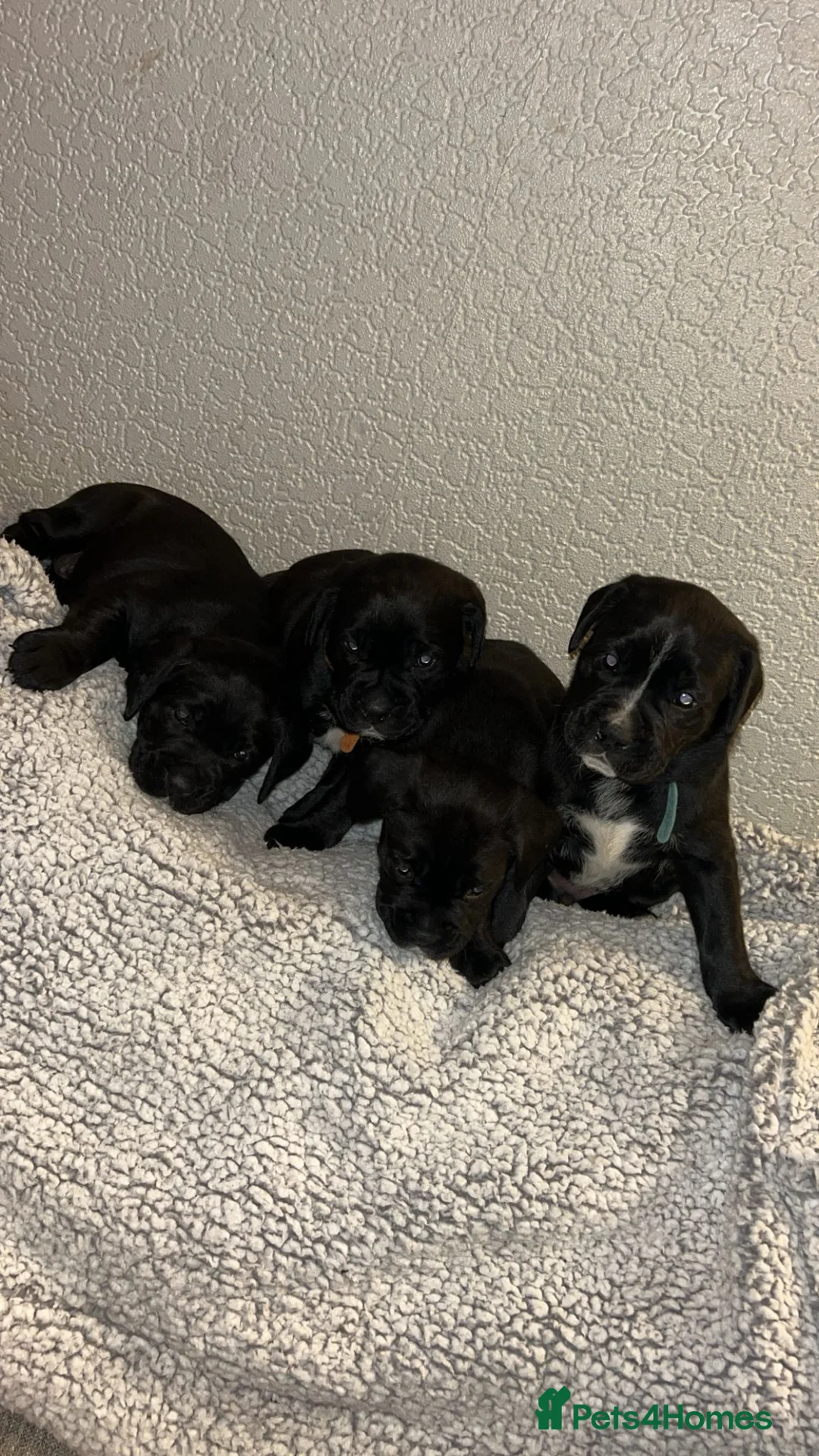 Mixed Breed dogs for sale:  Rare breed Boxador puppies  - Advert 10
