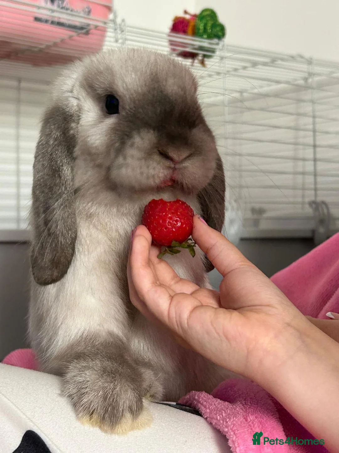 Mini Lop rabbits for sale: Looking for new home comes with cage - Advert 1