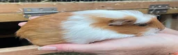 Guinea Pig rodents for sale: Sweet natured baby girl guinea pigs - Advert 6