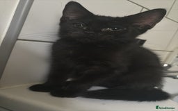 Bombay cats for sale: Black beauties🧡 - Image 2