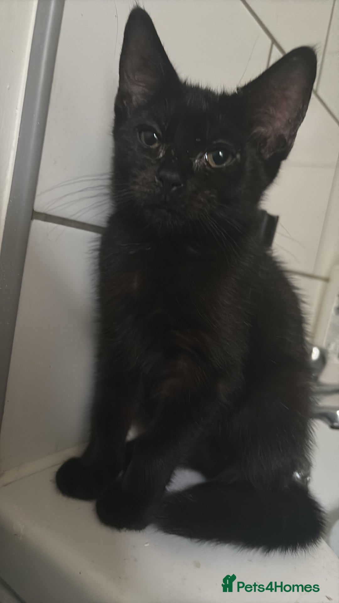 Bombay cats for sale: Black beauties🧡 - Image 2