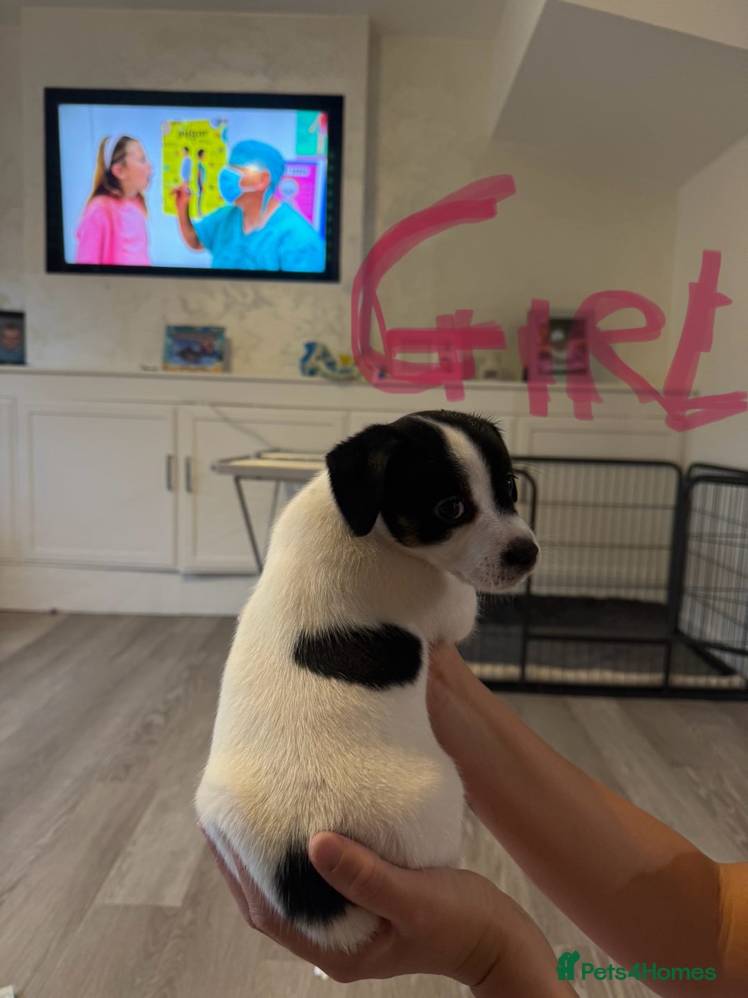 Jack Russell dogs for sale: Tri colour Jack Russell pups  - Image 5